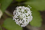 Dwarf ginseng